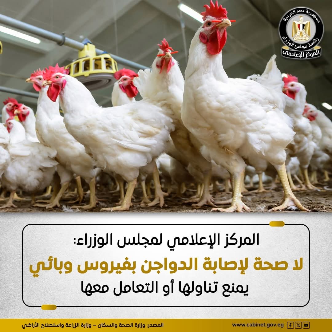 إعلام مجلس الوزراء: الوضع الوبائى بمزارع الدواجن مستقر 