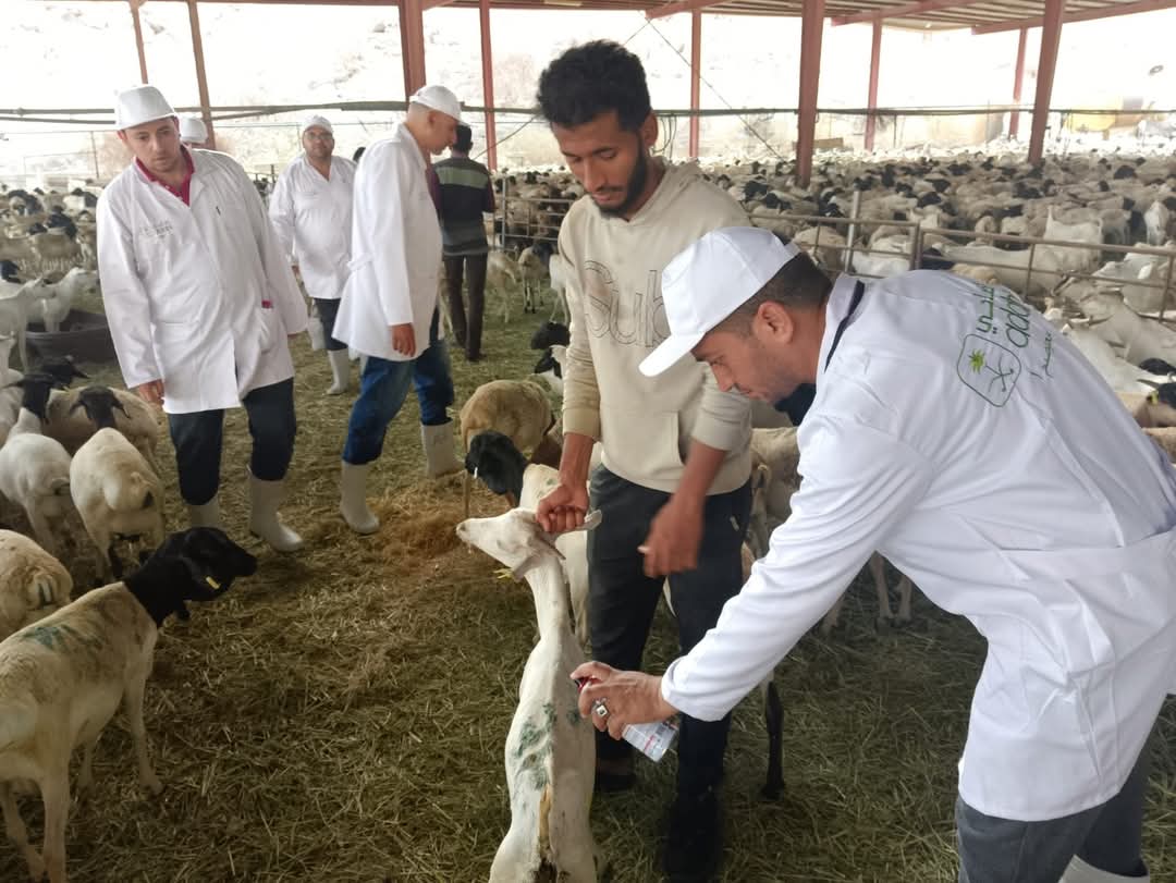 220 طبيبًا بيطريًا مصرياً للإشراف على الهدى والأضاحى بالسعودية