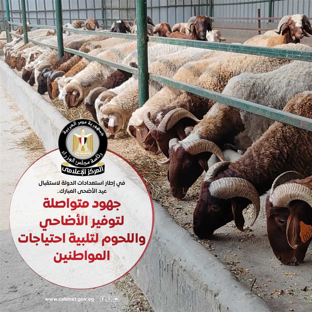 إعلام مجلس الوزراء: جهود متكاملة لتوفير الأضاحي واللحوم بأسعار مناسبة