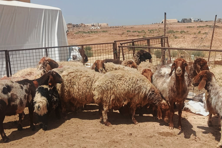 قبل أيام من العيد .. هذه أسعار الأضاحي في كل الدول العربية