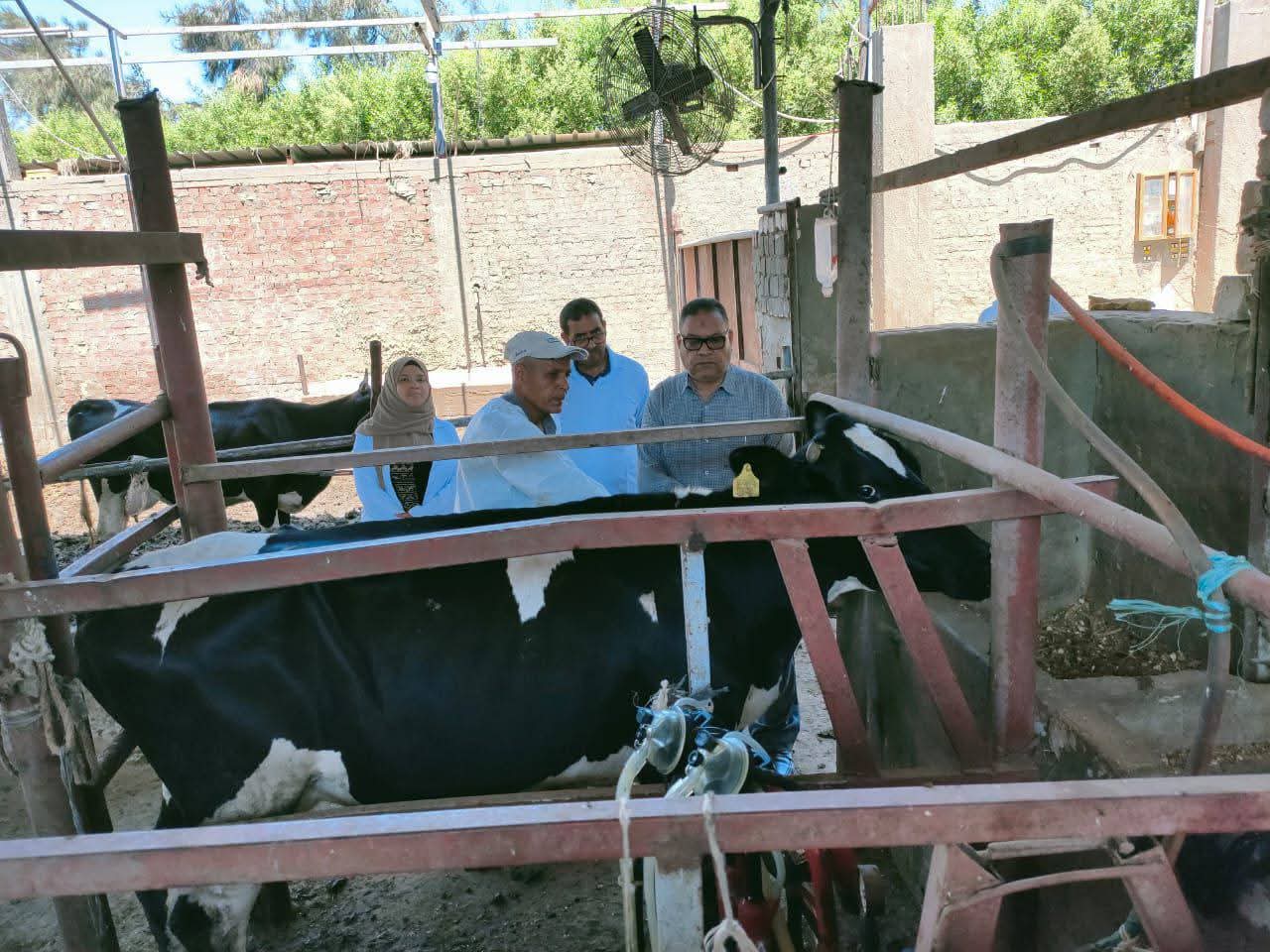 تحصين 8968 رأس ماشية فى اليوم الأول للحملة القومية ضد مرض الحمى القلاعية والوادى المتصدع 