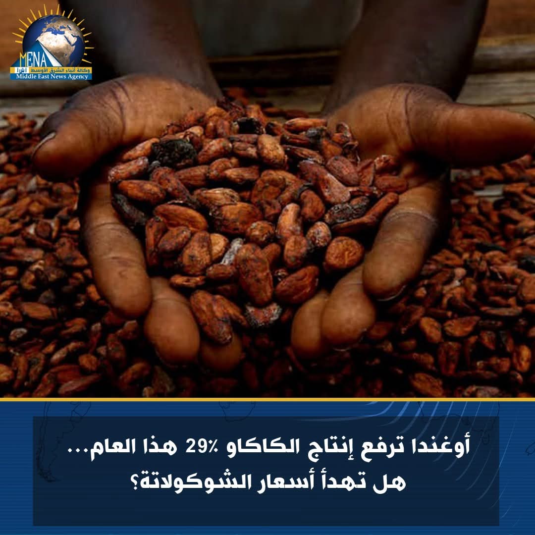 أوغندا .. تتحكم فى  أسعار الشوكولاتة