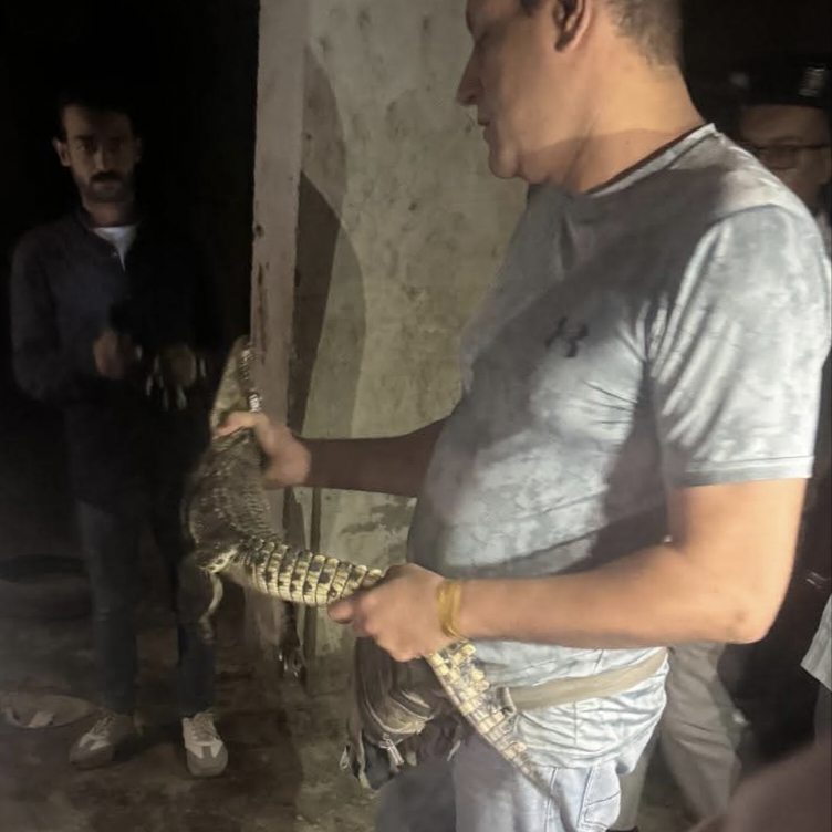 تمساح أمام عقار بحدائق الأهرام فى الجيزة