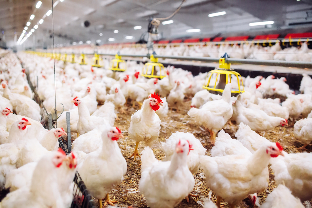 بورصة الدواجن.. أسعار الفراخ البيضاء اليوم الأحد 23-11-2025 في المحلات