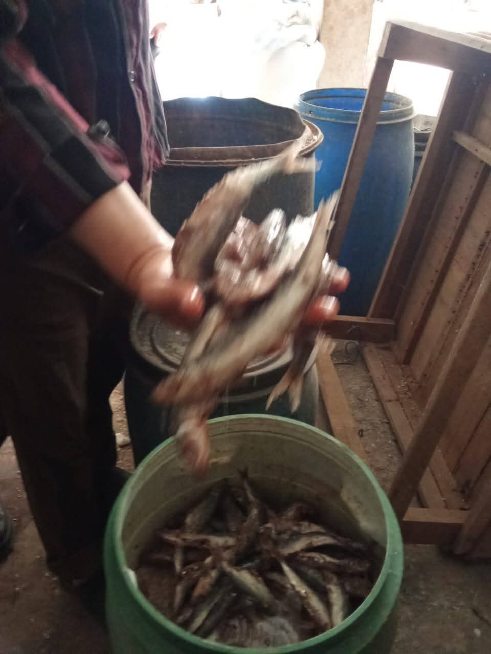 ضبط 1.6طن لحوم وأسماك غير صالحة للاستهلاك.. بالدقهلية 