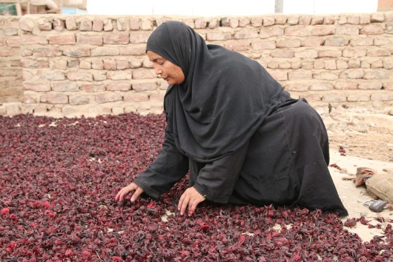 من زهرة حمراء إلى مصدر رزق.. كيف يحول الكركديه في "توماس" الأقصر حياة السيدات؟