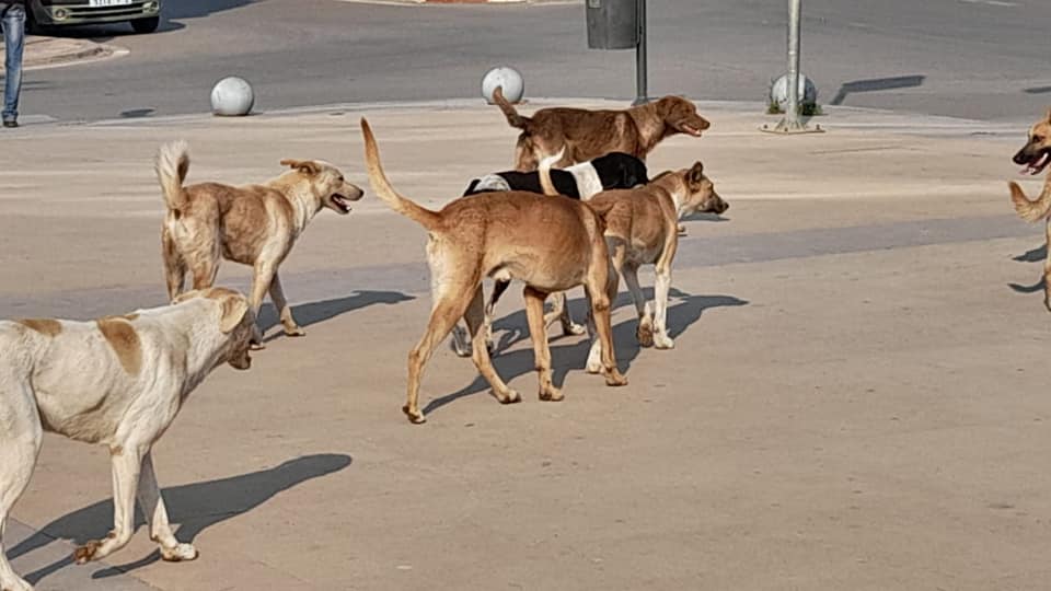ما حكم التخلص من القطط والكلاب الضالة؟.. دار الإفتاء تجيب