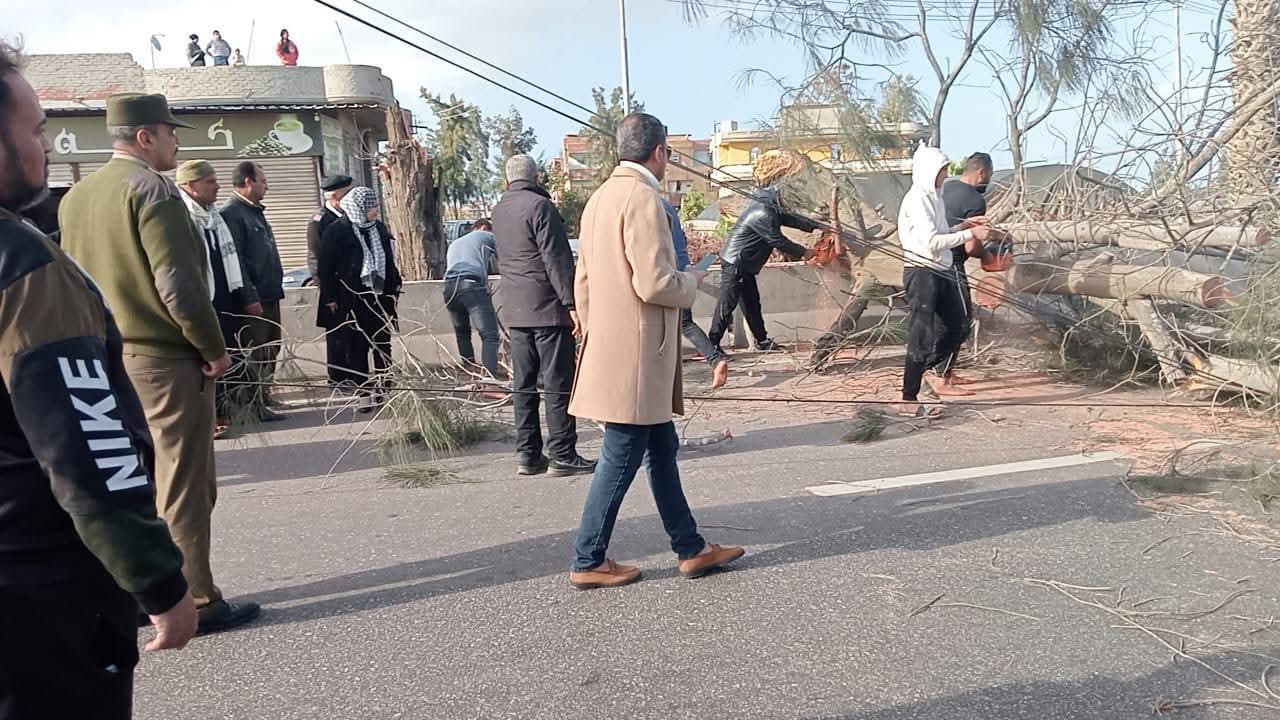 الرياح أسقطت شجرة كبيرة على طريق رافد بلقاس-جمصة.. والأجهزة أعادت الكهرباء والحركة المرورية