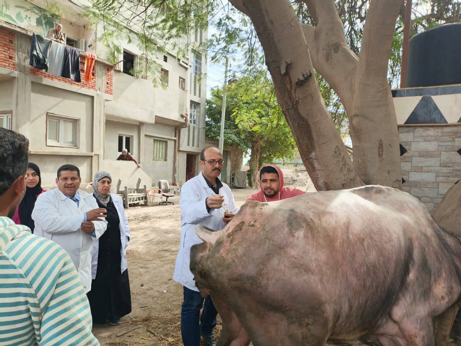 قافلة بيطرية مجانية بقرية أشْمون الرمان بالدقهلية